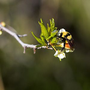 Bumblebee_X5138163_05-13-2019-001