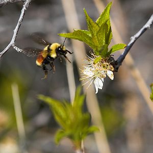 Bumblebee_X5138166_05-13-2019-001