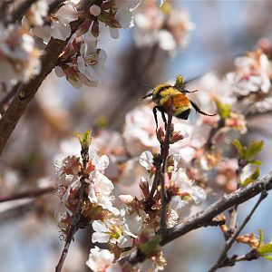 Bumblebee_X5138190_05-13-2019-001