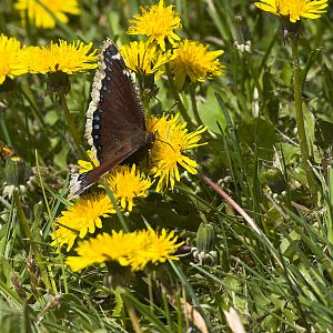 Butterfly_X5138183_05-13-2019-001