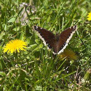 Butterfly_X5138186_05-13-2019-001