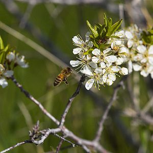 Honeybee_X5138168_05-13-2019-001