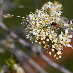 Honeybee_X5138171_05-13-2019-001