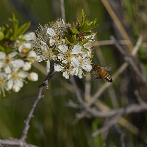 Honeybee_X5138177_05-13-2019-001