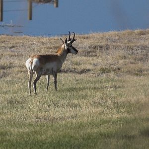 Antelope_X5138153_05-13-2019-001