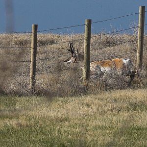 Antelope_X5138155_05-13-2019-001