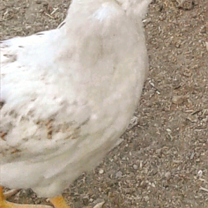 Screenshot_20190429-211951