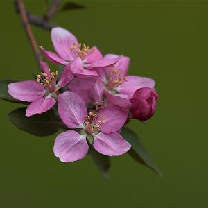 Crabapple_blossoms_X5148195_05-14-2019-001