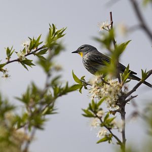Yellow-rumped_warbler_Audubon_X5148206_05-14-2019-001
