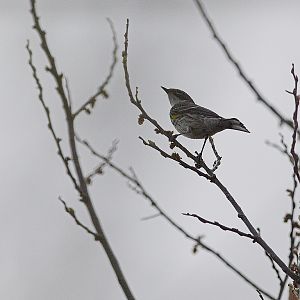 Yellow-rumped_warbler_Myrtle_X5148209_05-14-2019-001