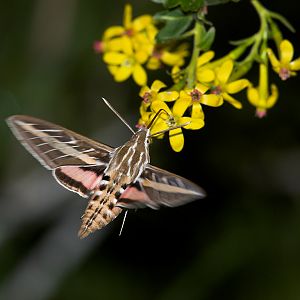 White-lined_sphinx_moth_X5168262_05-16-2019-001