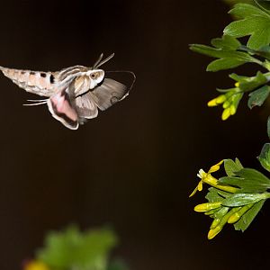 White-lined_sphinx_moth_X5168273_05-16-2019-001