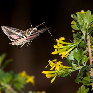 White-lined_sphinx_moth_X5168282_05-16-2019-001