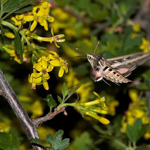 White-lined_sphinx_moth_X5168285_05-16-2019-001