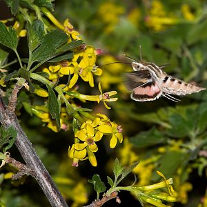 White-lined_sphinx_moth_X5168286_05-16-2019-001