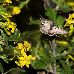 White-lined_sphinx_moth_X5168294_05-16-2019-001