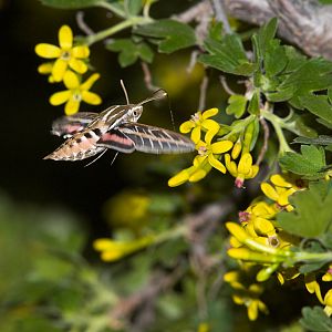 White-lined_sphinx_moth_X5168295_05-16-2019-001