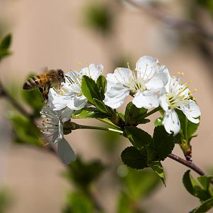 Honeybee_X5168255_05-16-2019-001