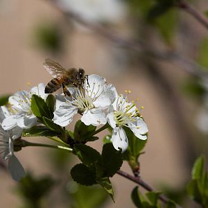 Honeybee_X5168256_05-16-2019-001