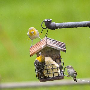 Bullock's_oriole_X5188406_05-18-2019-001