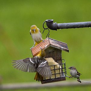 Bullock's_oriole_X5188409_05-18-2019-001
