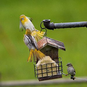 Bullock's_oriole_X5188410_05-18-2019-001