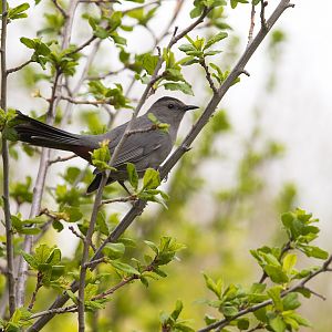 Gray_catbird_X5178312_05-17-2019-001