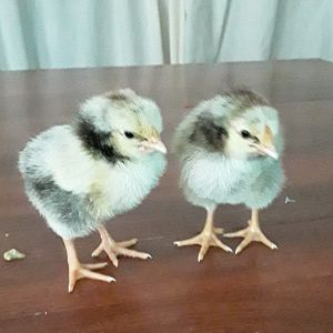 Peeps2