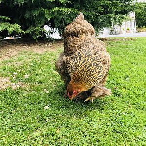 Golden Brahma hen