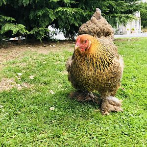 Golden Brahma hen