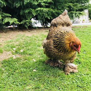 Golden Brahma hen