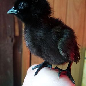 Cemani from goldfeather