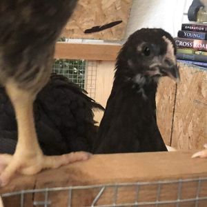 Australorp