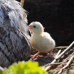 Sweetgrass_poult_X5298492_05-29-2019-001