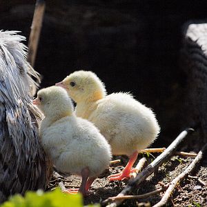 Sweetgrass_poult_X5298493_05-29-2019-001