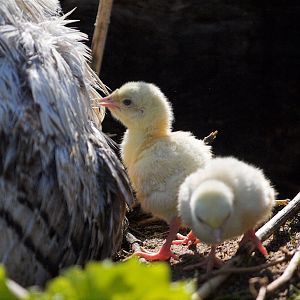 Sweetgrass_poult_X5298494_05-29-2019-001