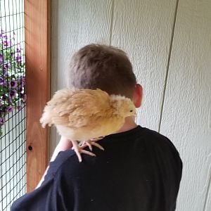 Rosie & AMP 2