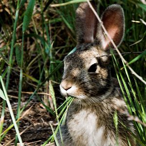 Cottontail_P6152368_06-15-2005-001a