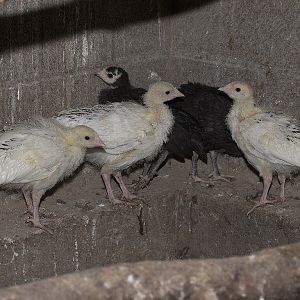 Sweetgrass_Tri-color_mottled_black_poults_X6028529_06-02-2019-001