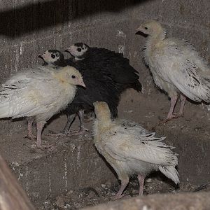 Sweetgrass_Tri-color_mottled_black_poults_X6028535_06-02-2019-001