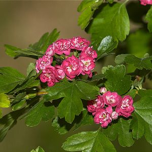 Hawthorn_blossoms_X6068568_06-06-2019-001