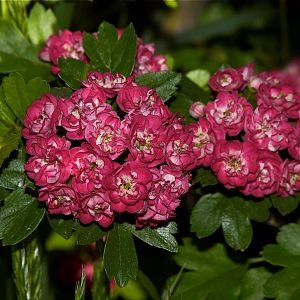 Hawthorn_blossoms_X6068574_06-06-2019-001