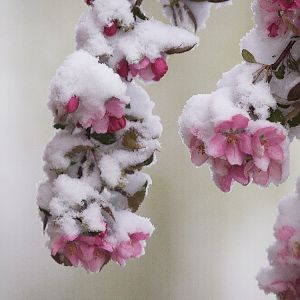 Crabapple_blossoms_X5218458_05-21-2019-001