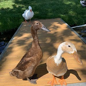 Penelope and Sunshine