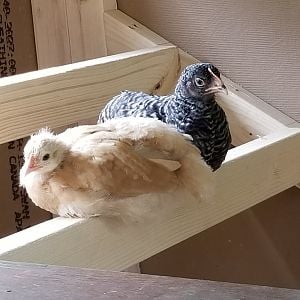Rosie & Jacquellen practicing their roosting