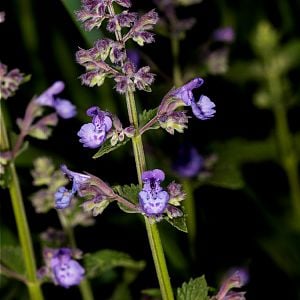 Catmint_U6124150_06-12-2019-001