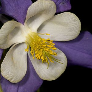Rocky_mountain_columbine_U6124137_06-12-2019-001