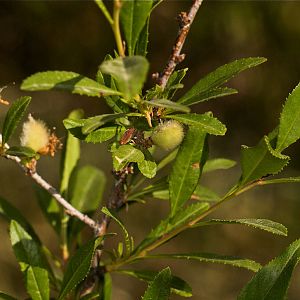 Russian_almond_U6124155_06-12-2019-001