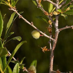 Russian_almond_U6124156_06-12-2019-001