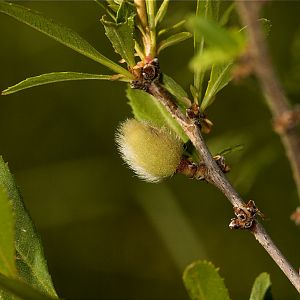 Russian_almond_U6124157_06-12-2019-001